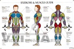 Exercise and Muscle Guide Anatomical Poster - Male